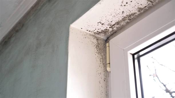 Professional Mold Removal in Imperial Beach, CA
